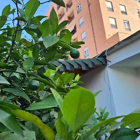 Garden Lemon Tree
