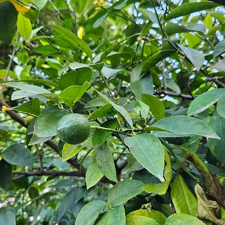 Garden Lemon Tree