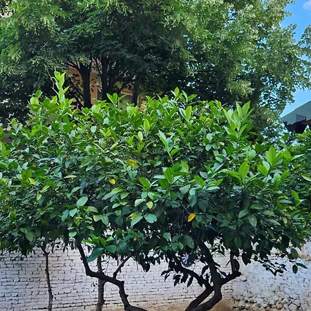 Garden Lemon Tree