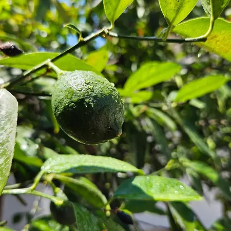 Garden Lemon Tree فيلة