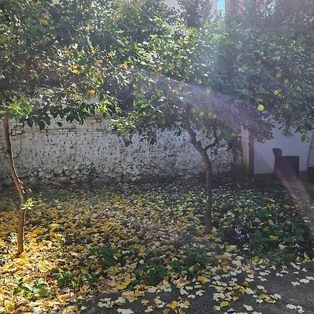 Garden Lemon Tree فيلة *