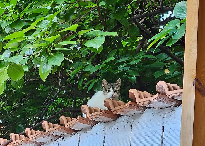 别墅 Garden Lemon Tree 地拉那