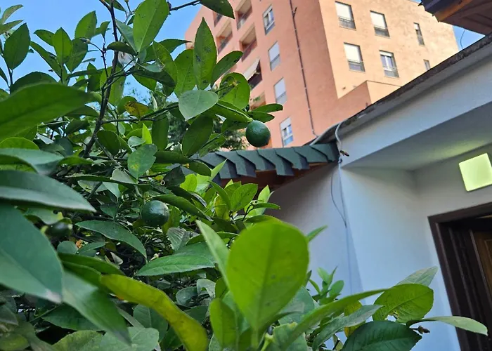 Garden Lemon Tree