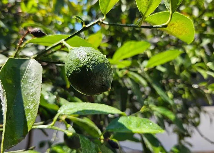 Garden Lemon Tree Villa