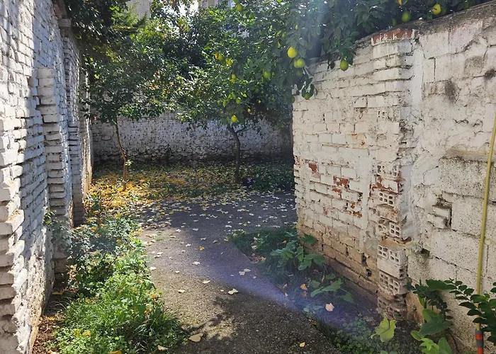 Garden Lemon Tree * 地拉那